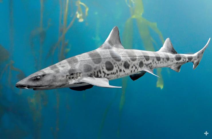 Leopard shark swimming in front of kelp