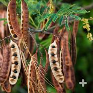 Seed pods of the endemic Hawaiian koa tree <em>Acacia koa</em>
