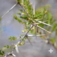 Acacia thorns