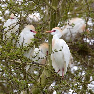 Egrets raise their young in thorny acacia trees at the Safari Park's Okavango Outpost.