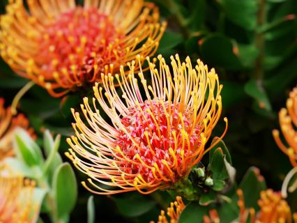 Several African Proteas in bloom.