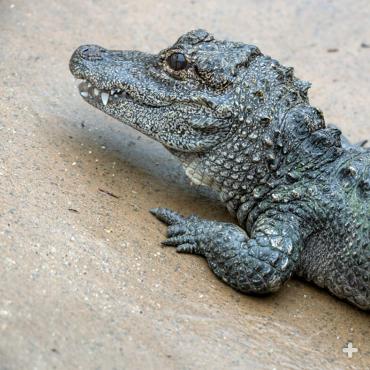 Chinese literature and art dating back to ancient times depicts dragons that could be based on the Chinese alligator.
