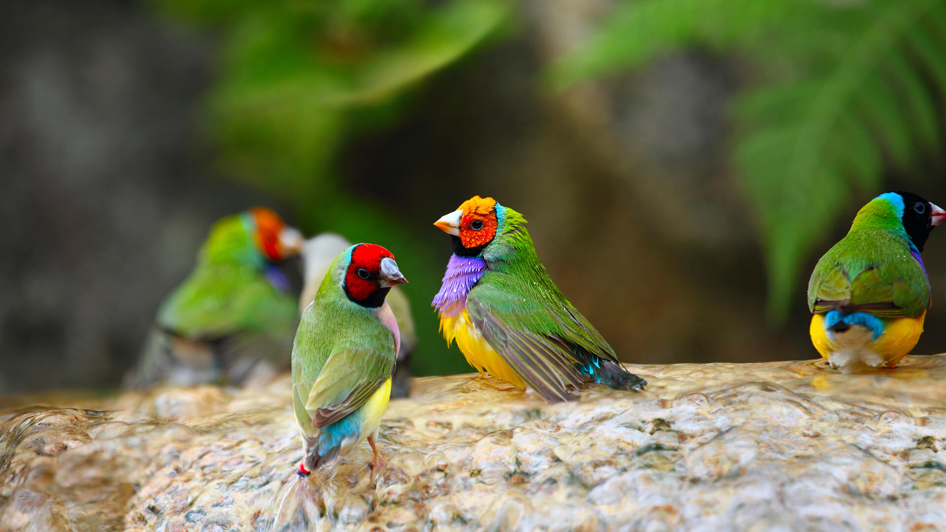 Gouldian finches resting in shallow water.