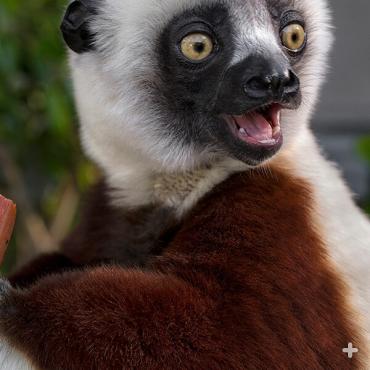 Coquerel's sifaka 
