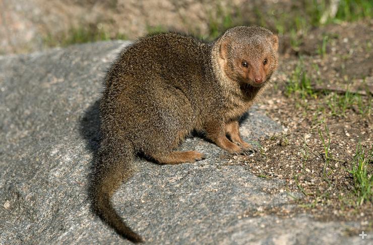 Dwarf mongoose