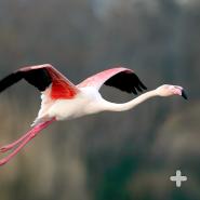 Greater flamingo flying
