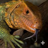 Caiman lizard