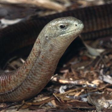 European glass lizard