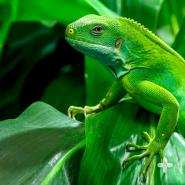 Fiji banded iguana