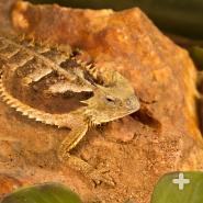 Giant horned lizard