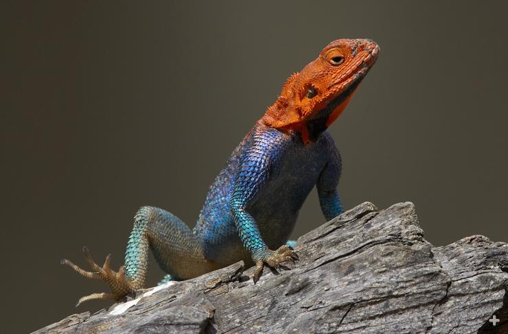 Red-headed rock agama