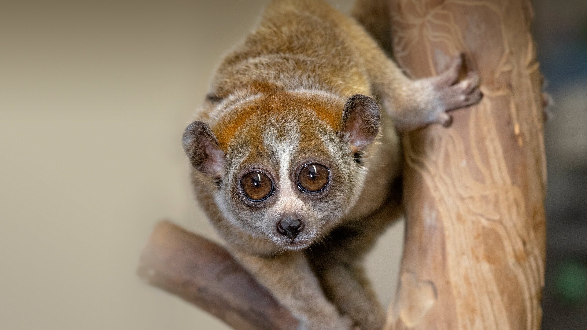Pygmy slow loris