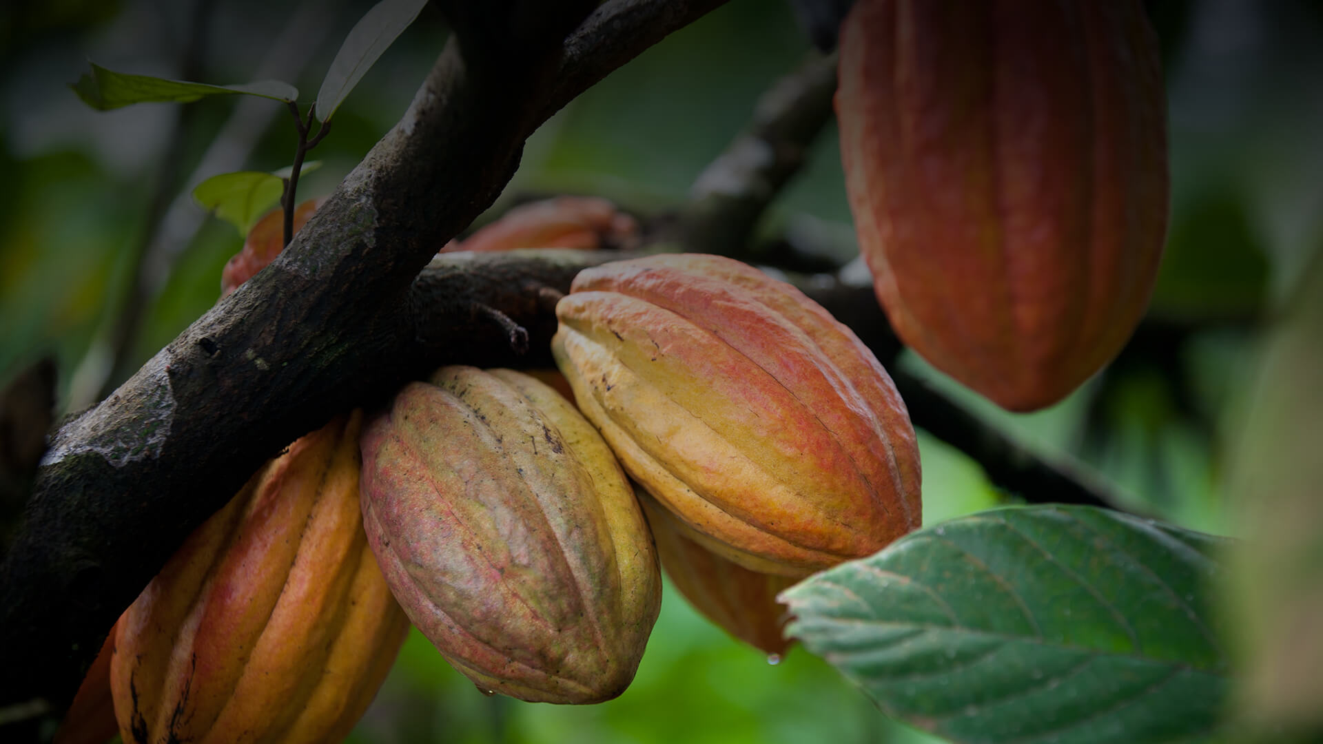 Cacao pods growing on a tree.
