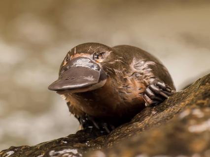 Platypus