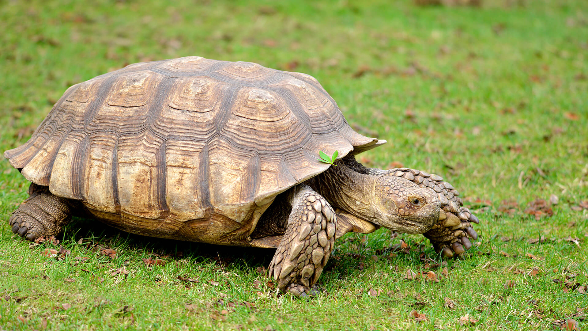 African spurred tortoise