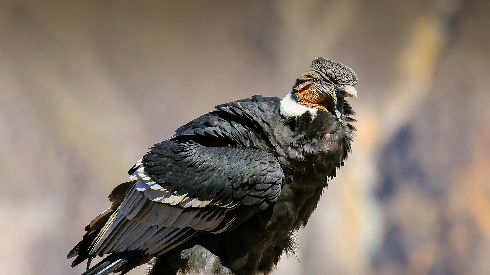Andean Condor sitting at Mirador Cruz del Condor