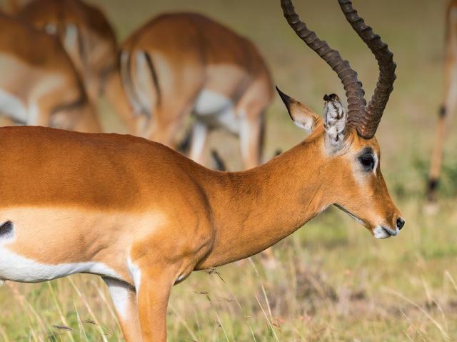 Impala 