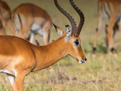 Impala 