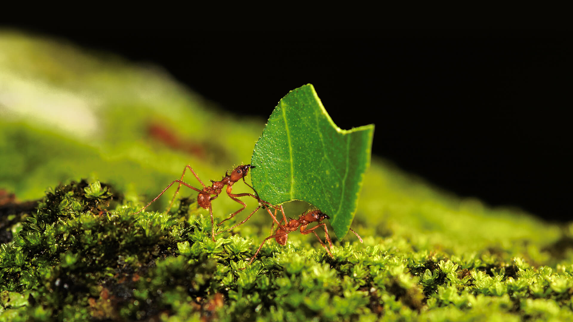Amazonian leafcutter ants