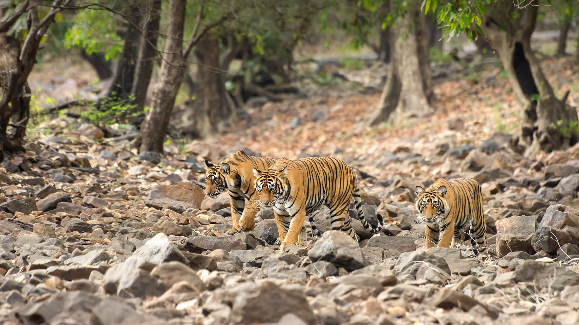Bengal tigers, India