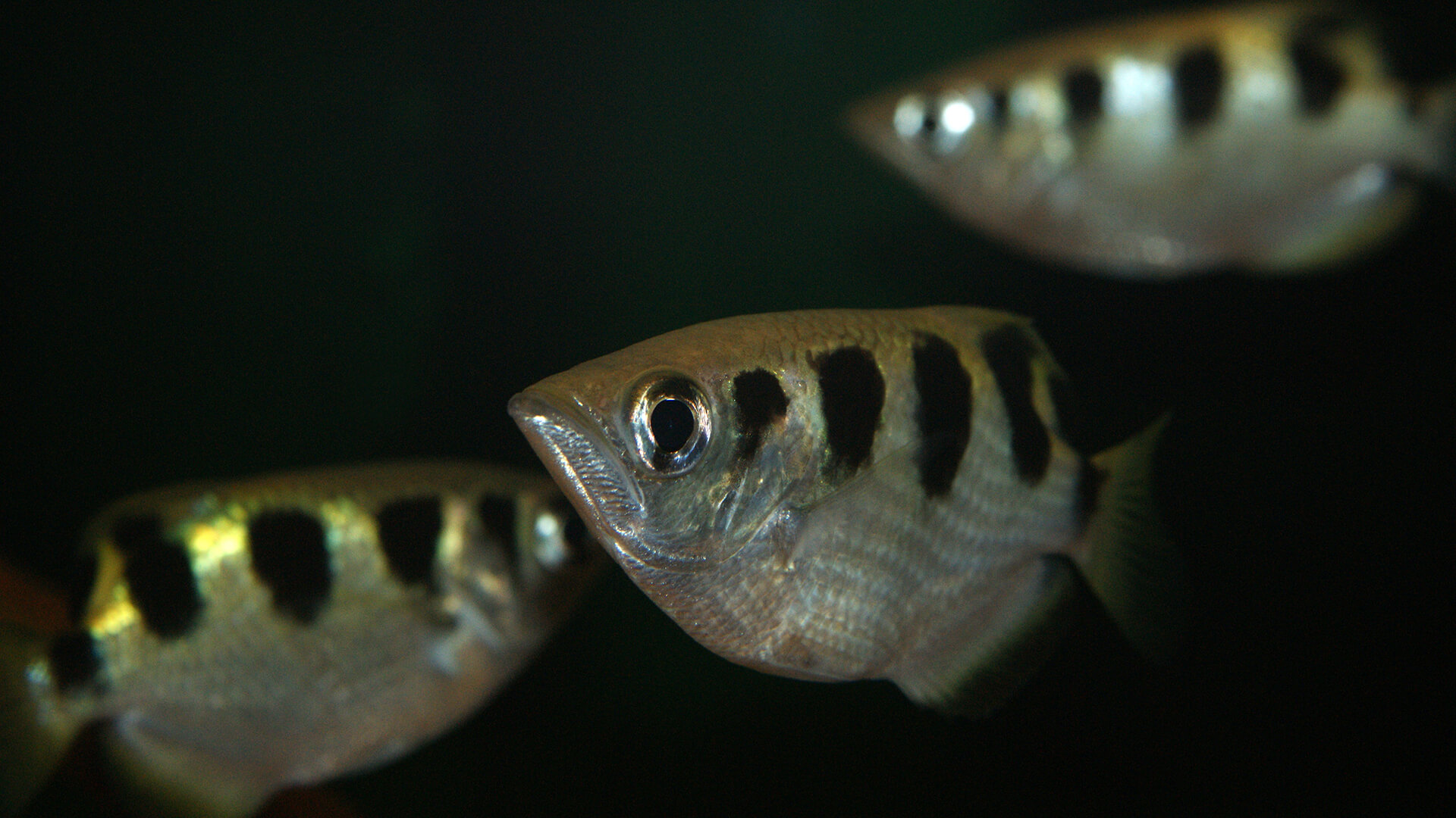 Three banded archer fish swim in dark waters