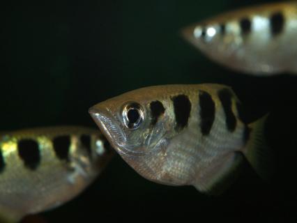 Three banded archer fish swim in dark waters