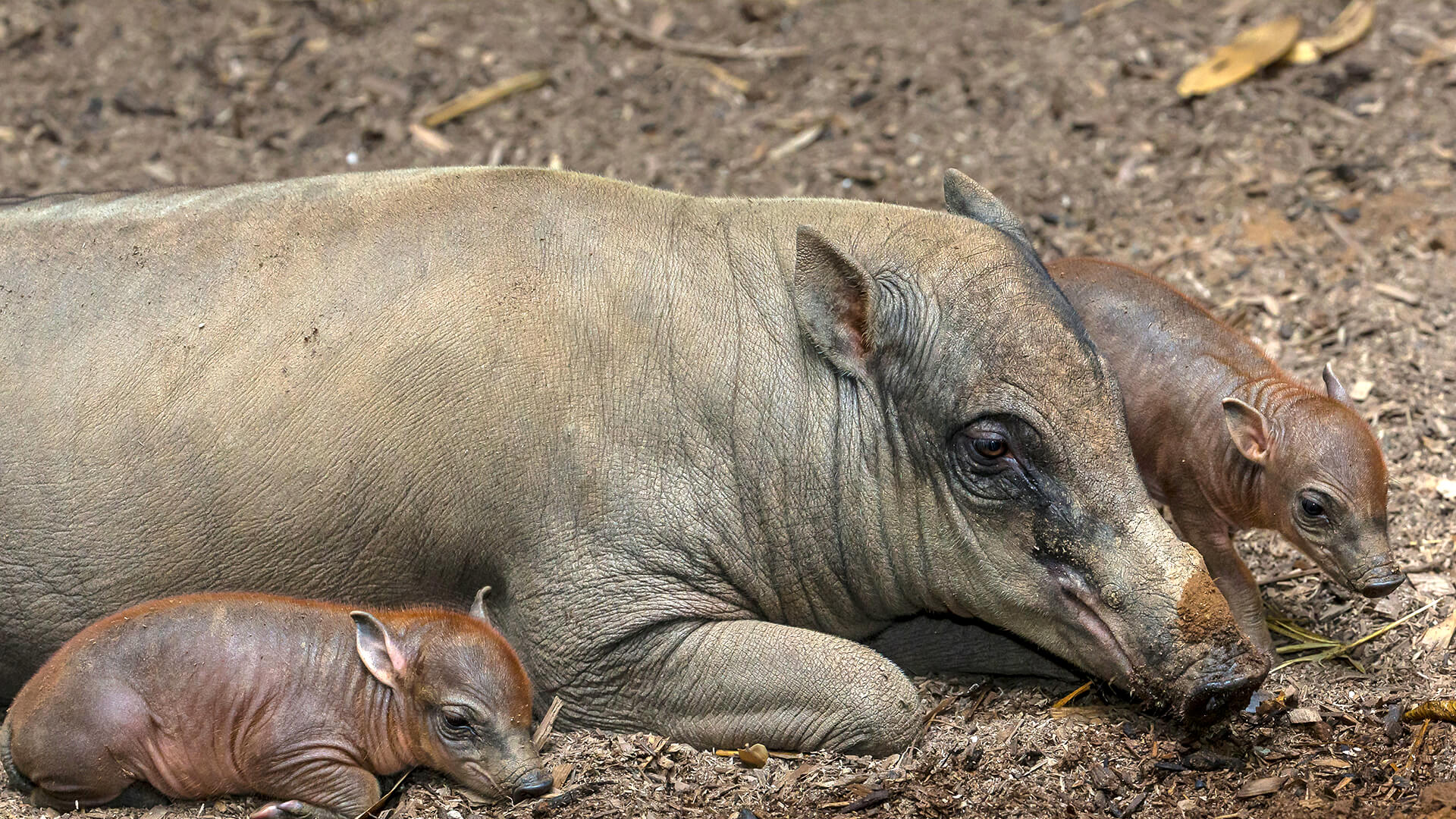 Barbirusa and two piglets lay near a mud pit