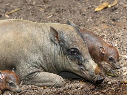 Barbirusa and two piglets lay near a mud pit
