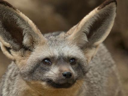 bat-eared fox