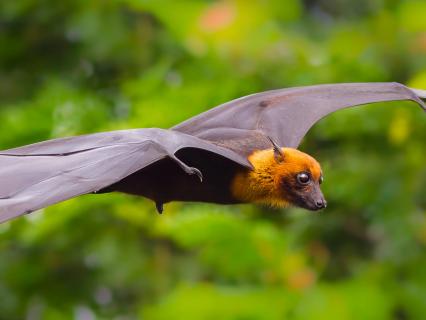 Flying fox