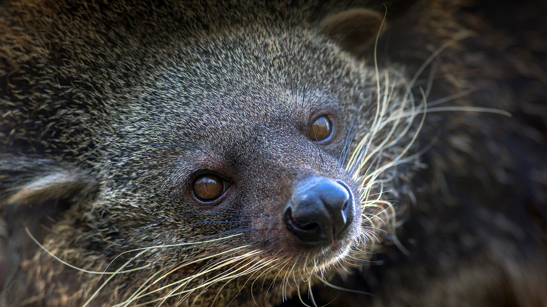 Binturong or Bear Cat