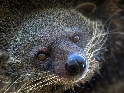Binturong or Bear Cat