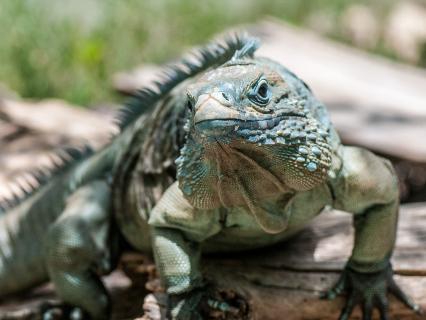 Grand Cayman Blue Iguana
