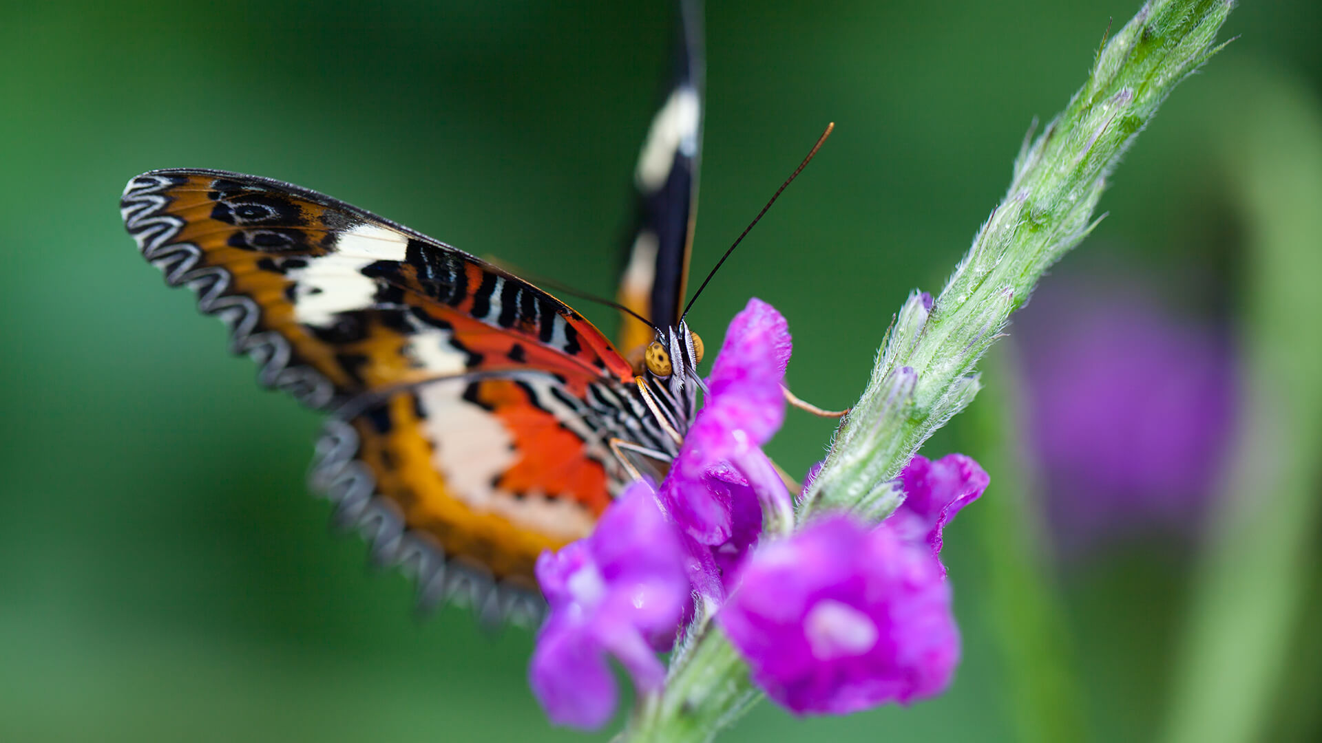 Leopard Lacewing (Cethosia Cyane) feeding on Blue Porterweed with purple flowers.