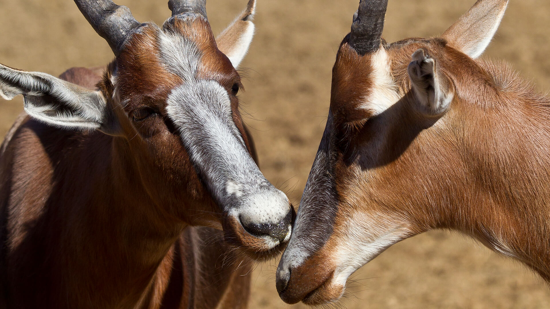 A bontebok nuzzles another's muzzle.