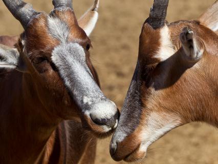 A bontebok nuzzles another's muzzle.