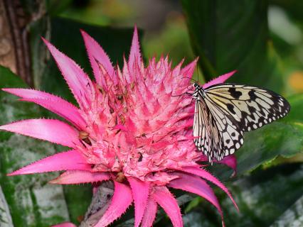 Butterfly sitting on a bright pink bromeliad flower