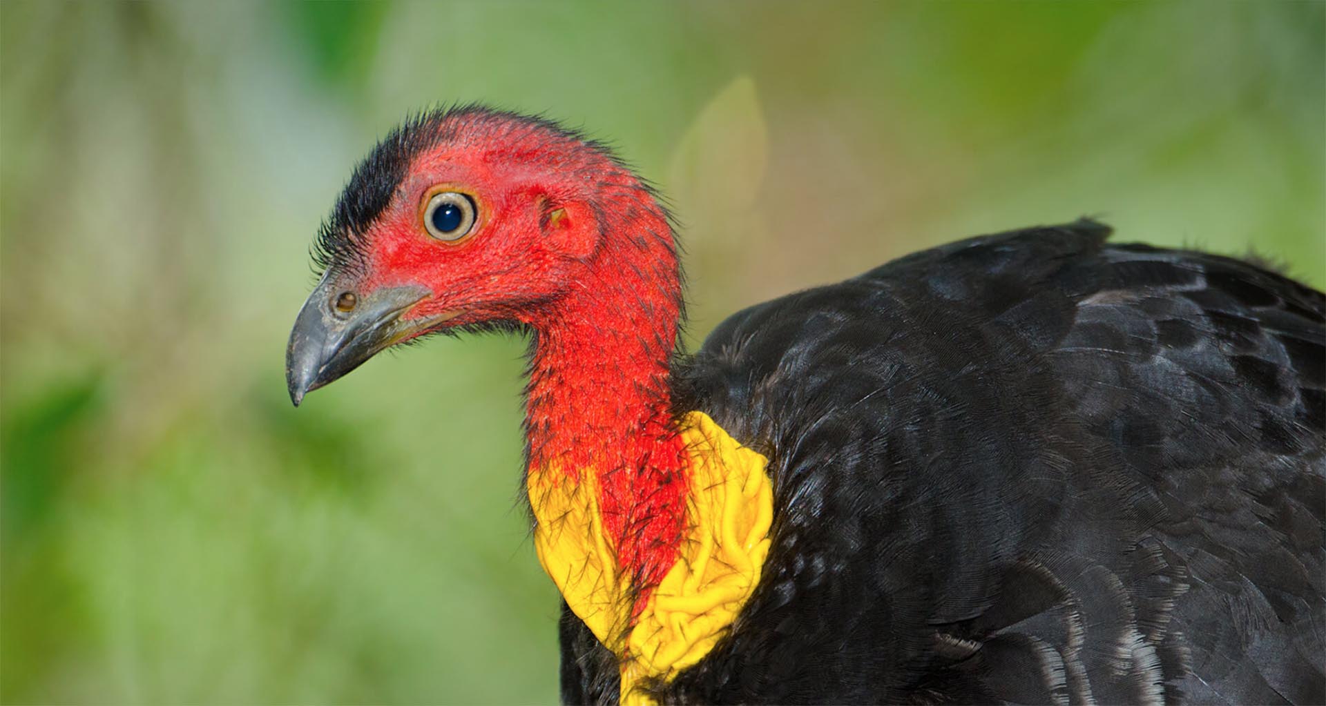 Australian brush-turkey