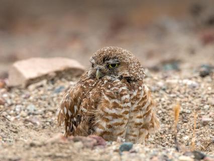Burrowing owl popped out of its burrow.