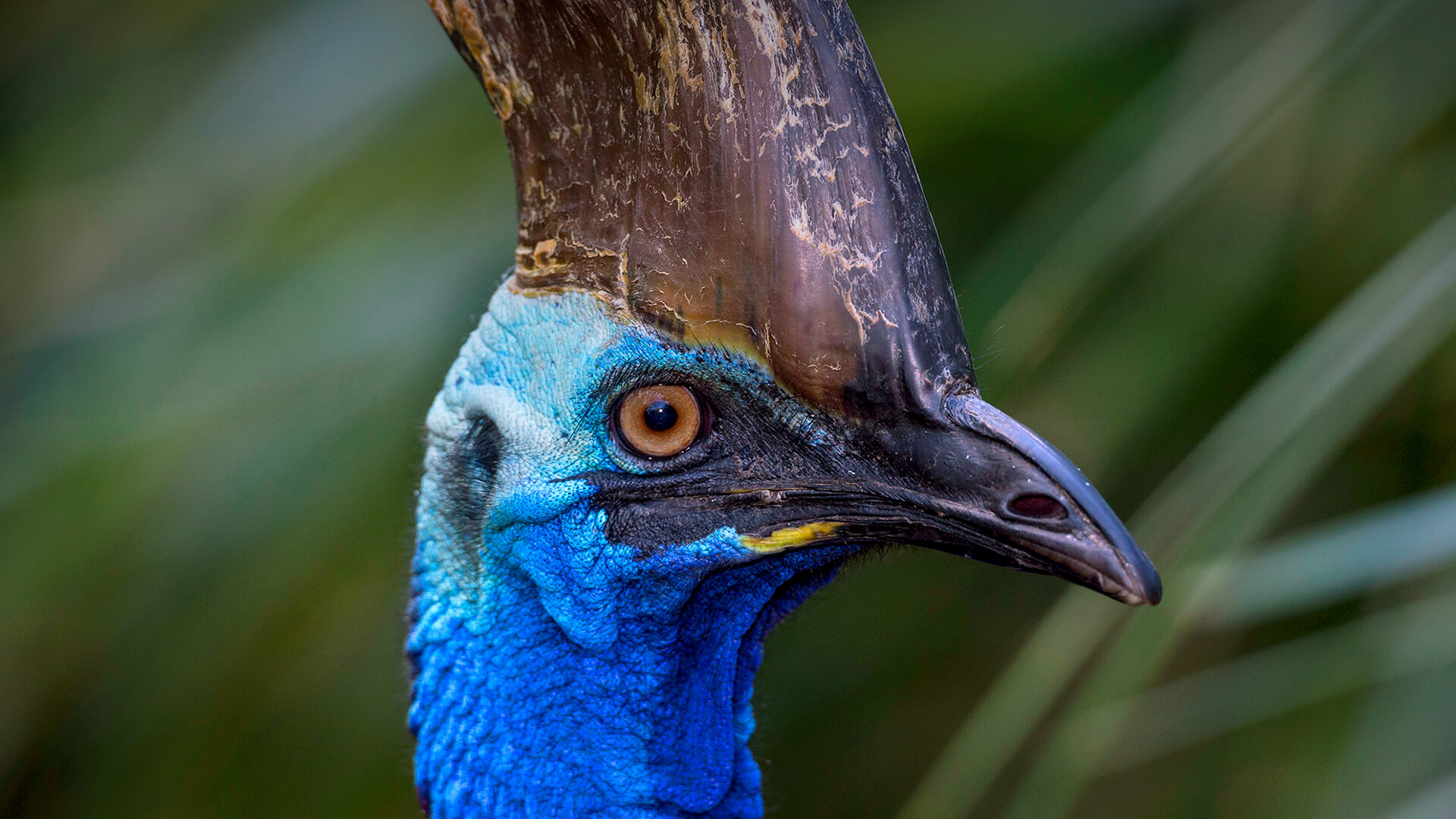 Southern Cassowary