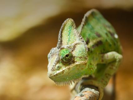 Veiled chameleon