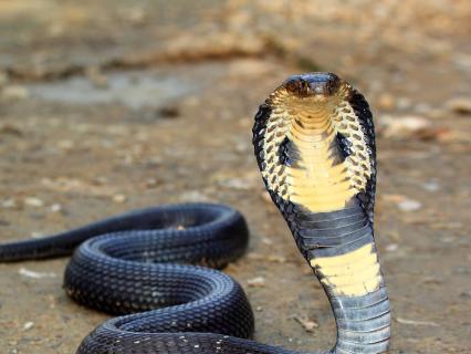 King cobra with head upright on brown dirt ground