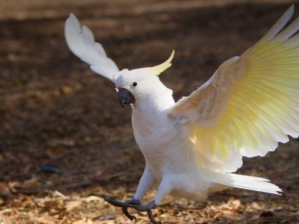 Sulphur-crested cockatoo landing on fallen leaves.