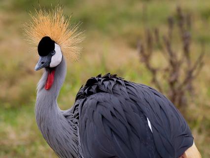 East African Crowned Crane