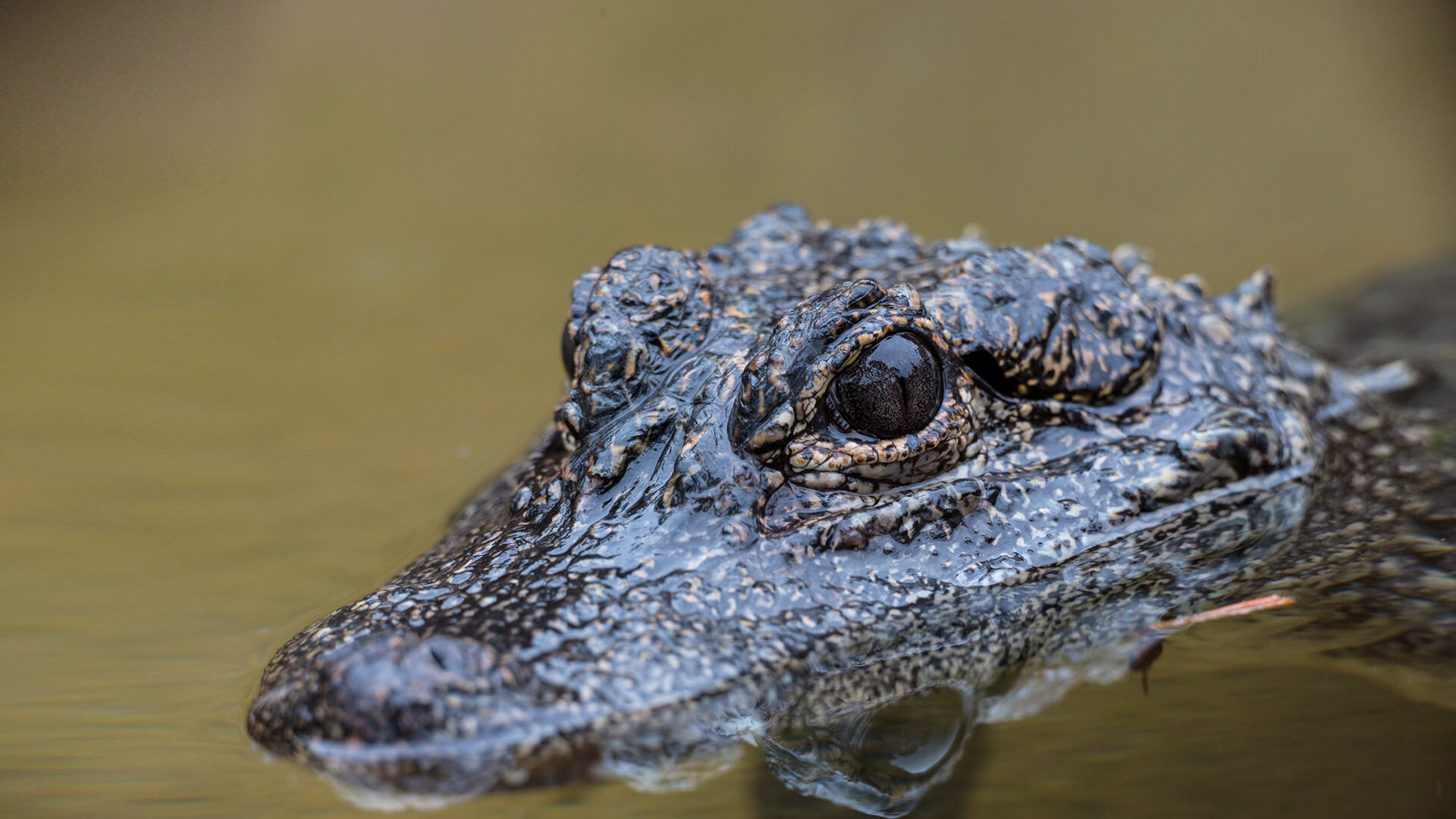 A Chinese dwarf crocodile floating half-submerged in water