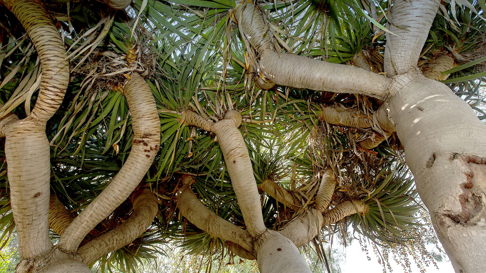 Looking up from under three dragon trees