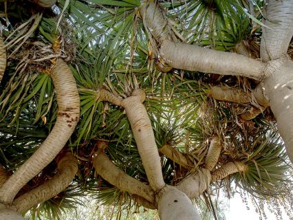Looking up from under three dragon trees