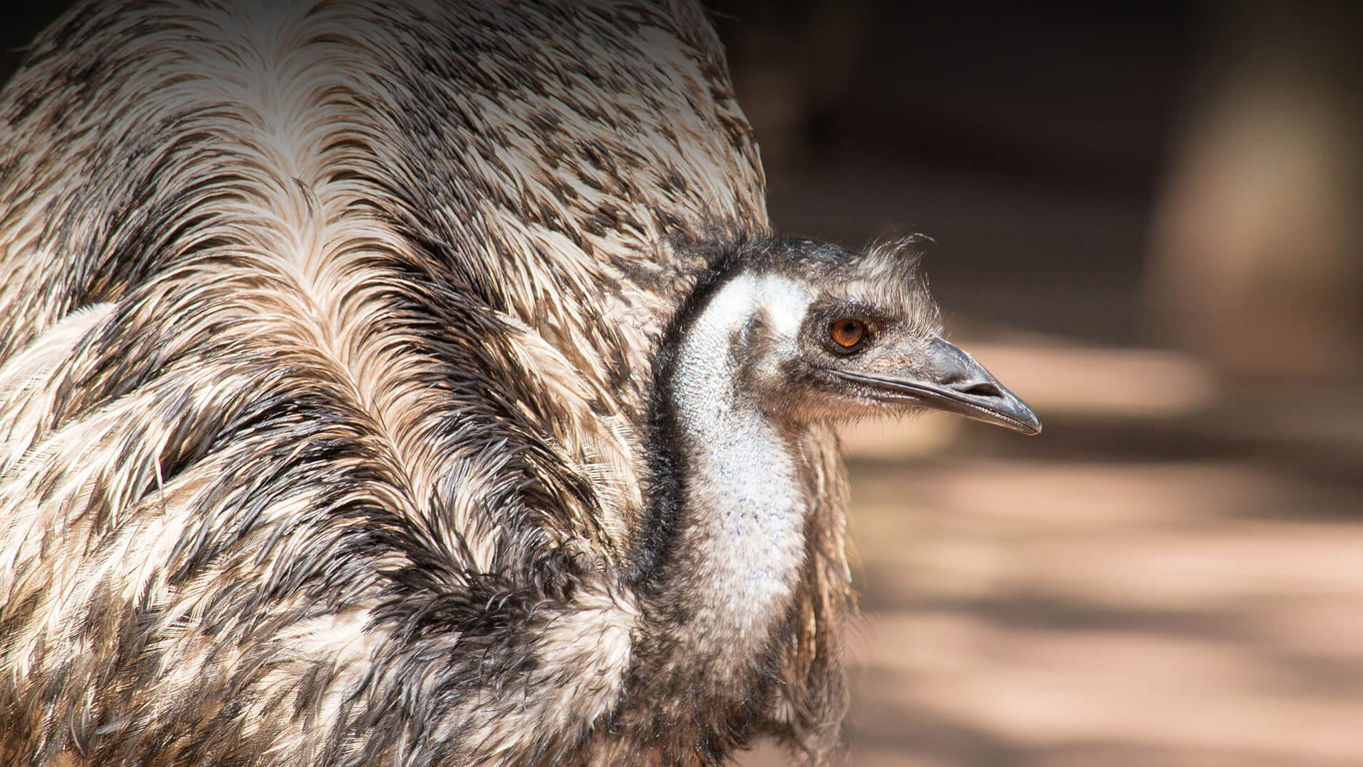 Emu crouching low and looking to the right