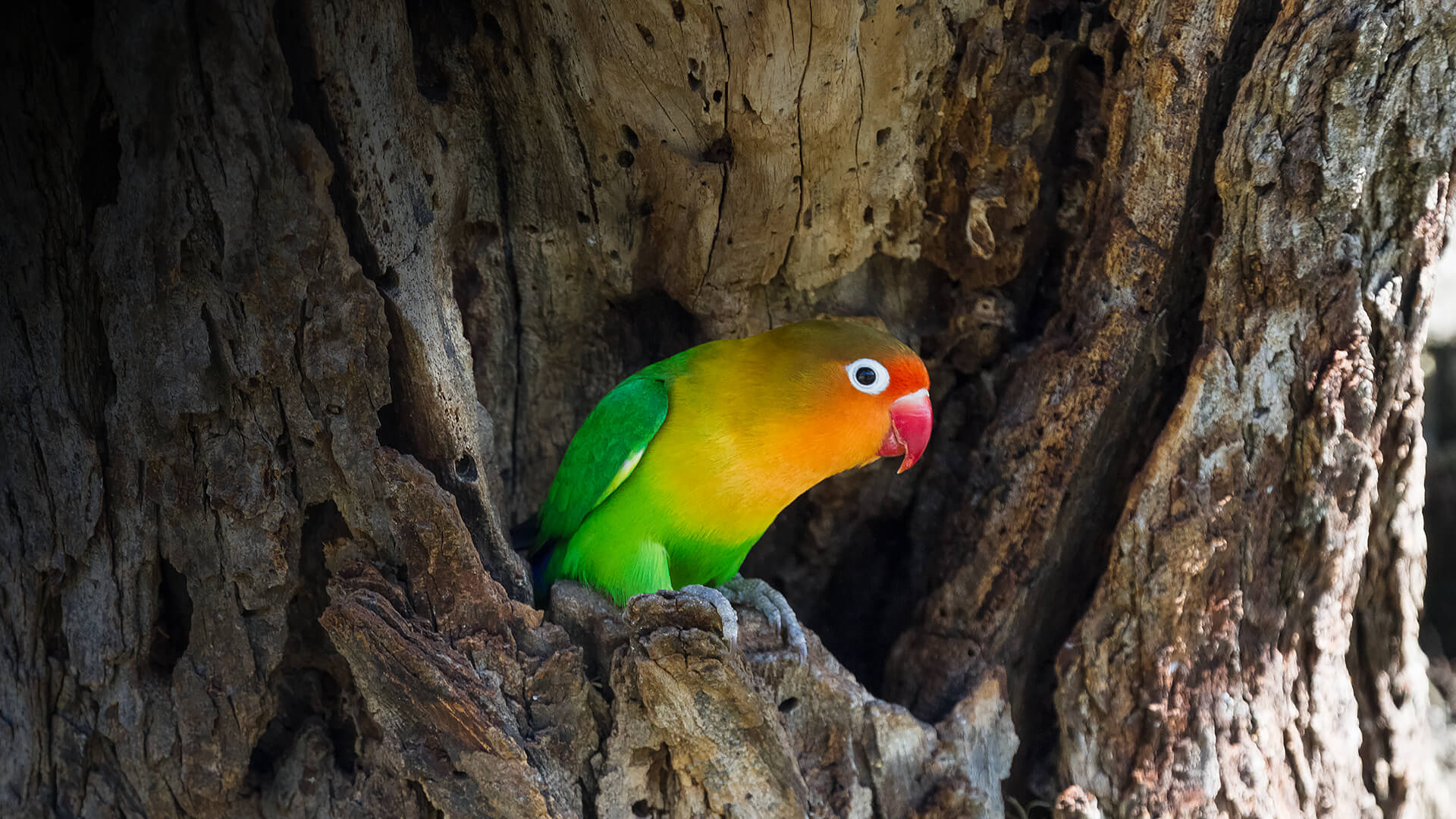 Fischer's lovebird Tanzania