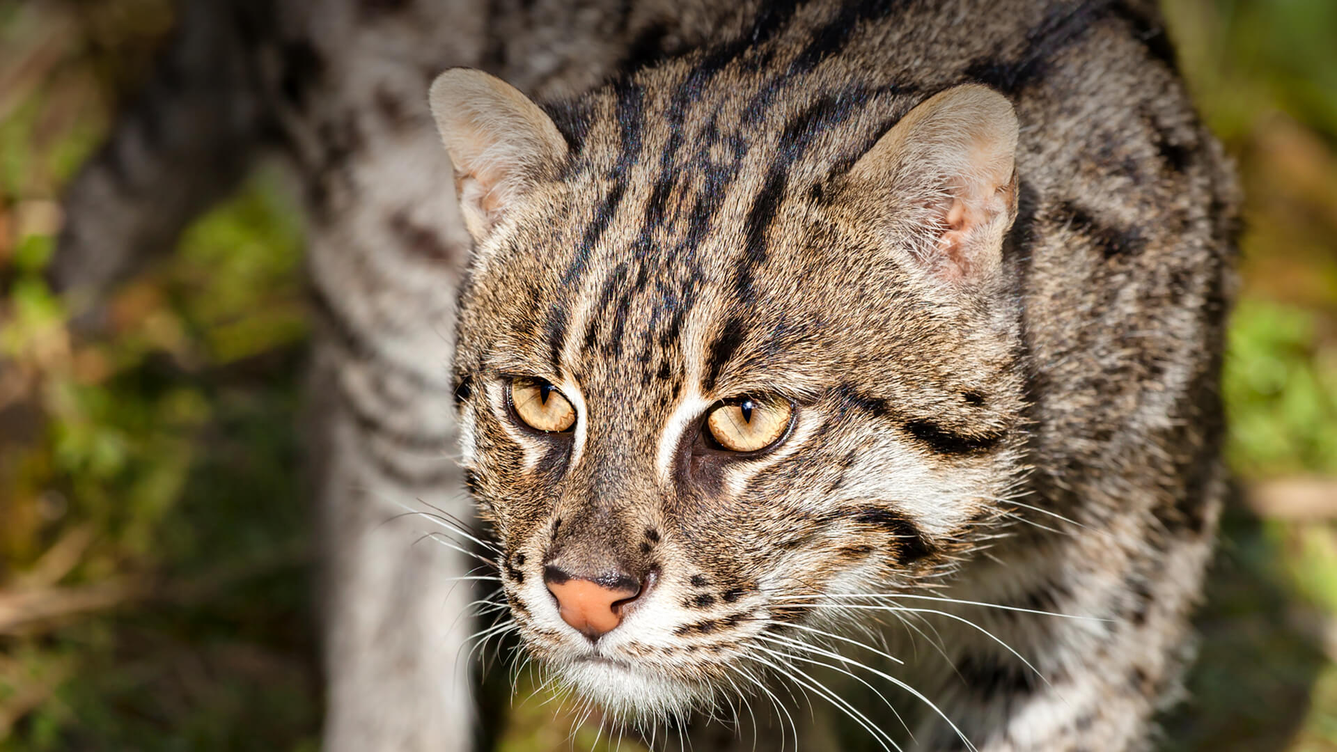 Fishing cat prowling through tall grass reeds